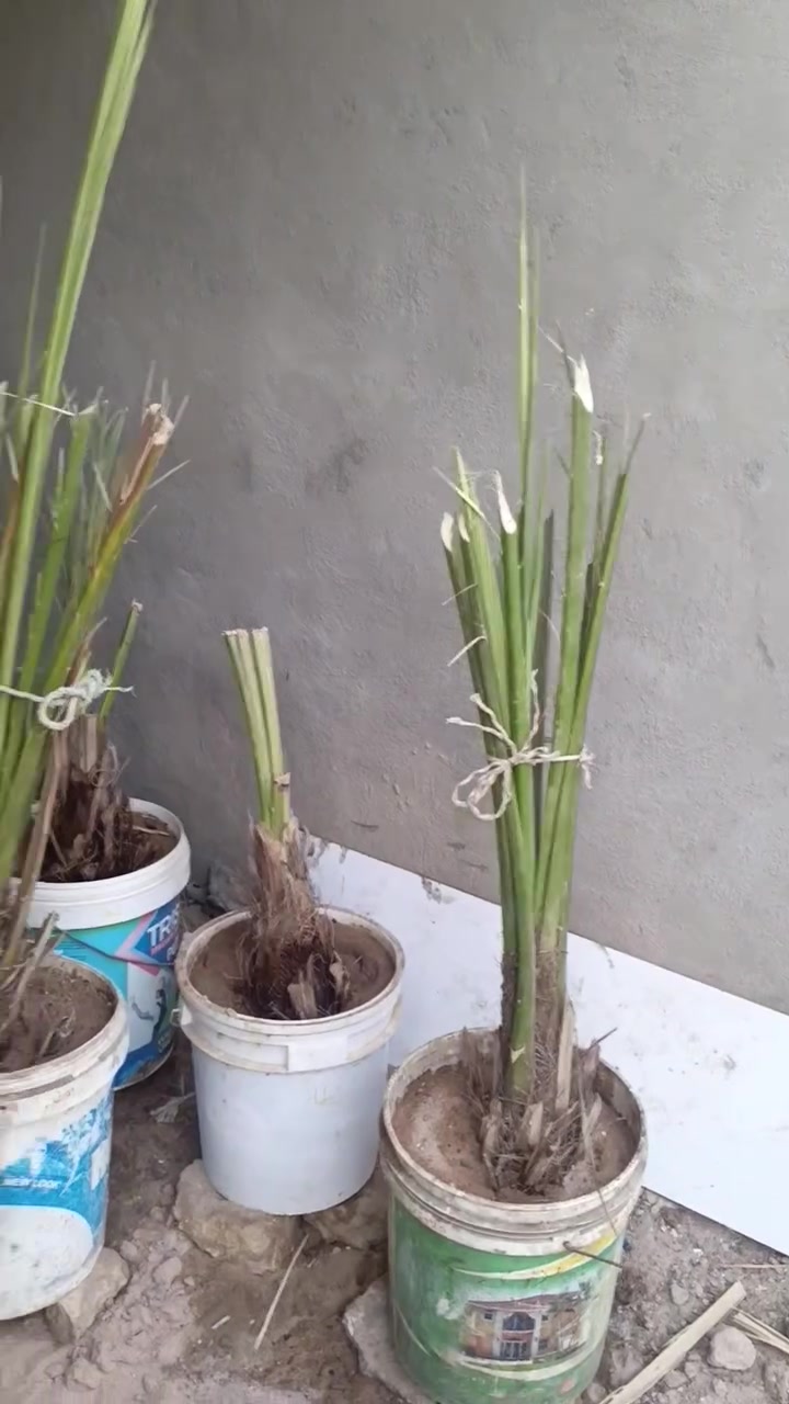 واتساب • هاتف • ديكور حديقة