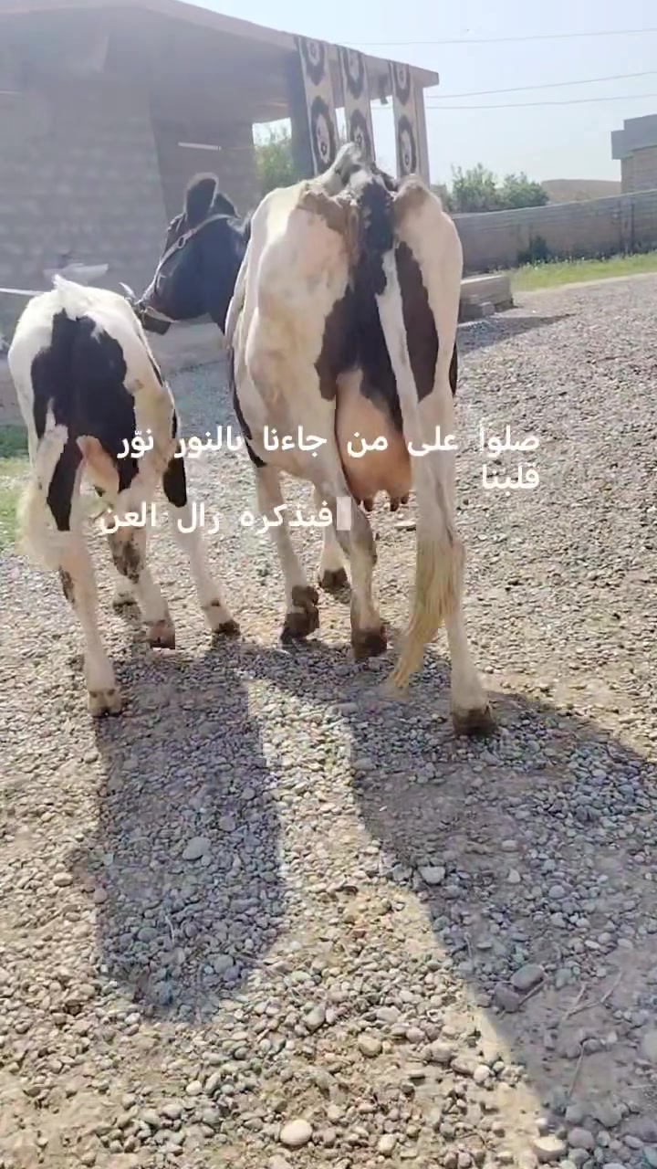 اللهم صلي على محمد وآل محمد 🌺
بقره والده ورها حولي زراعي بكدها بيها صراف شهر ونص حليب خير من الله وشرط الدسامه مكفله على كل عيب كافت شروط الجني للاستفسار الاتصال على الرقم 
*********** ملاحضه يرهم مراوس بحلال العنوان الشرقاط قرية سديره سفلى
