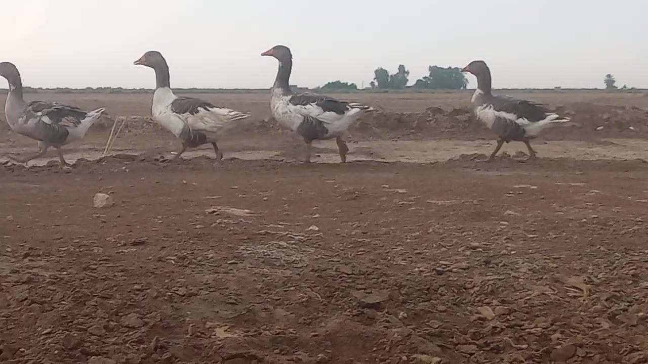 بط • خضري بري • لحي مقابيل واسط