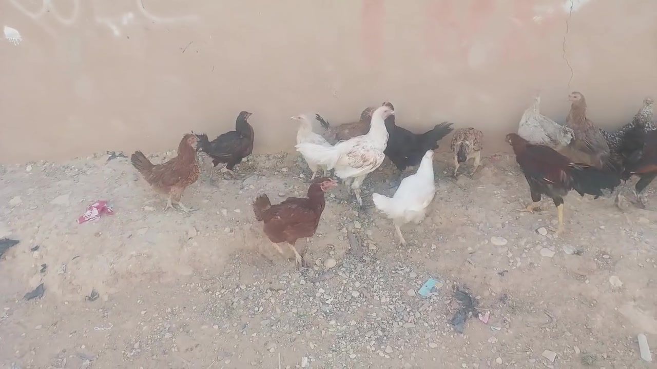 دجاج عرب بياض للبيع رقم ***********
