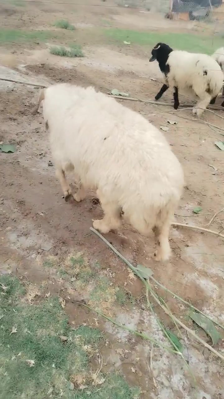 متاح جبش عله كل عيب شرط الفحوليه المكان الرمادي حصيبه الشرقيه ***********
