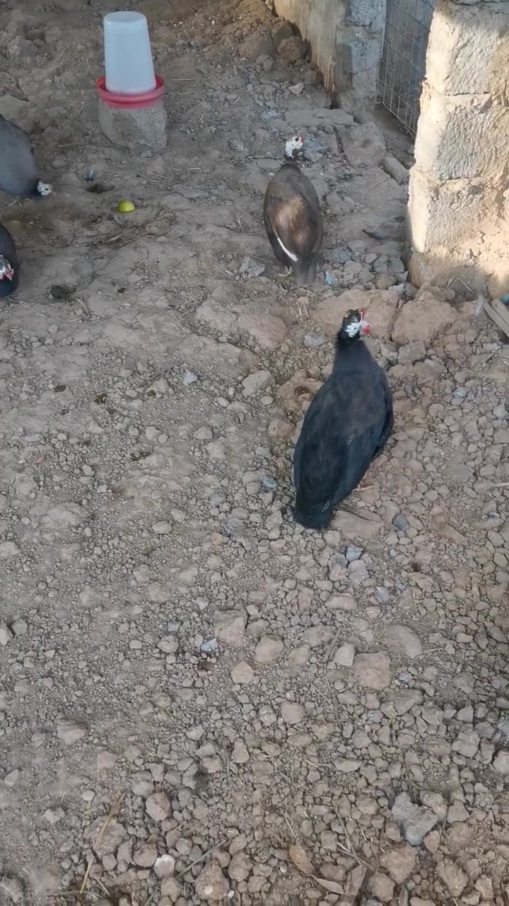 ٤ أسود • ٣ أحمر • جنوب الموصل
