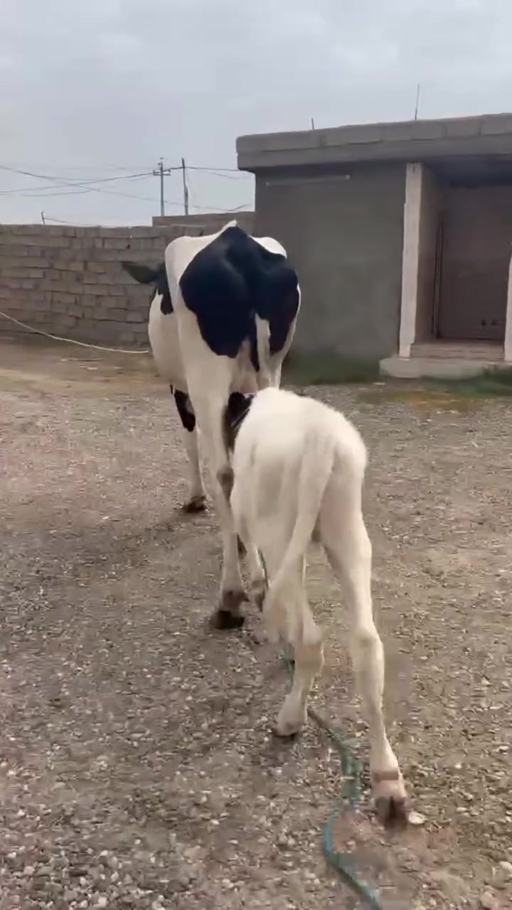 مواشي • حليب • ناحية الزاب