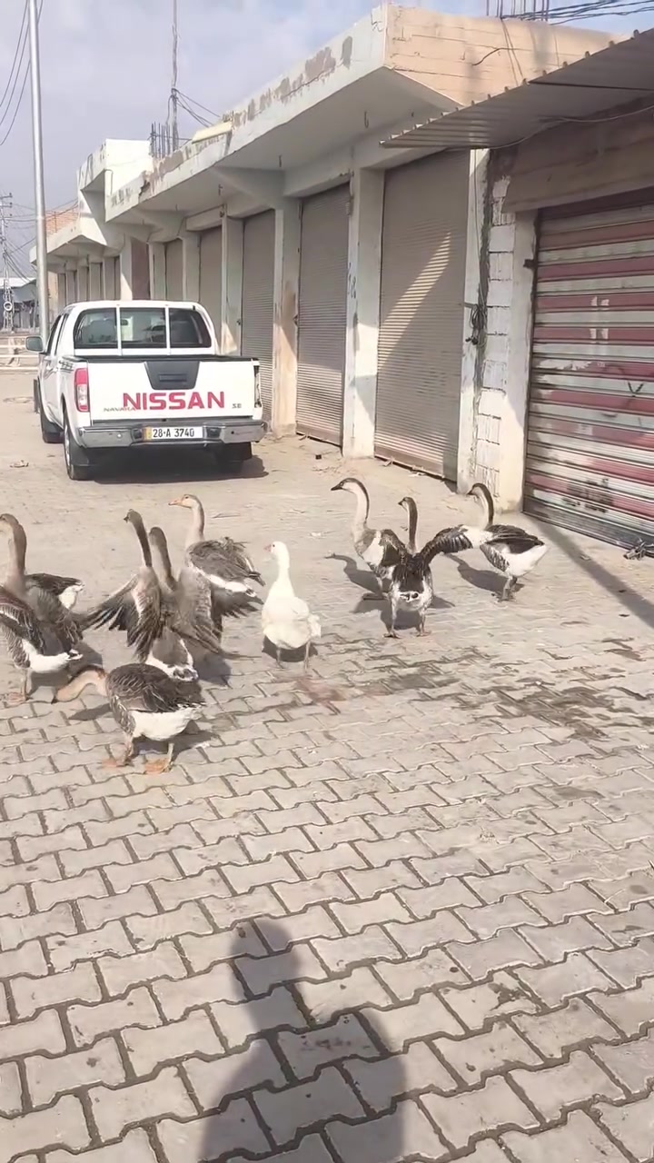 مشخاب • ٤٥ شلع