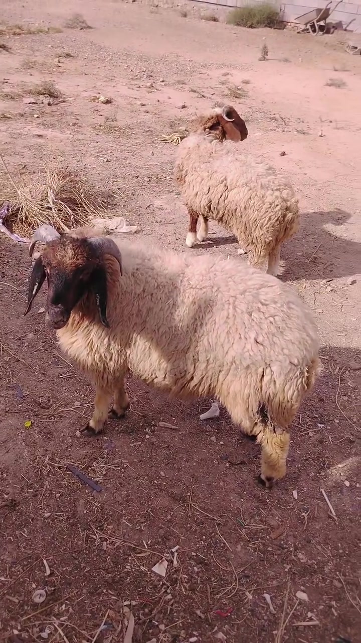 زوج طليان • خشنه • راوه