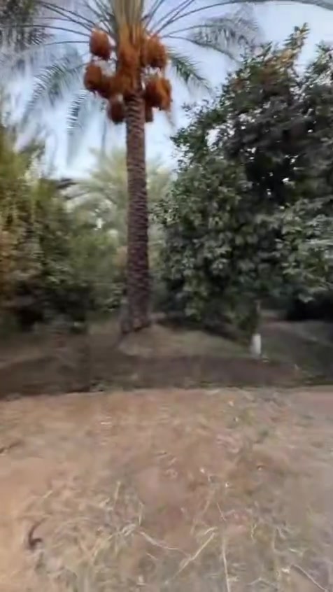 🔊يعلن مكتب الوارث للعقار عن 👇🏻
بيع 🏞️بستان 1500 متر

التفاصيل موضحة بالفديو👇🏻👇🏻

🔹الواجهة / ٣٧،٥ متر

🔹النزال   / ٤٠ متر

🔹جنس العقار / سند ٢٥ طابو زراعي

🗺️الموقع / بغداد / الراشدية / بالقرب من محطة نخيل الراشدية

☎️للاستفسار  الاتصال بالرقم ***********
