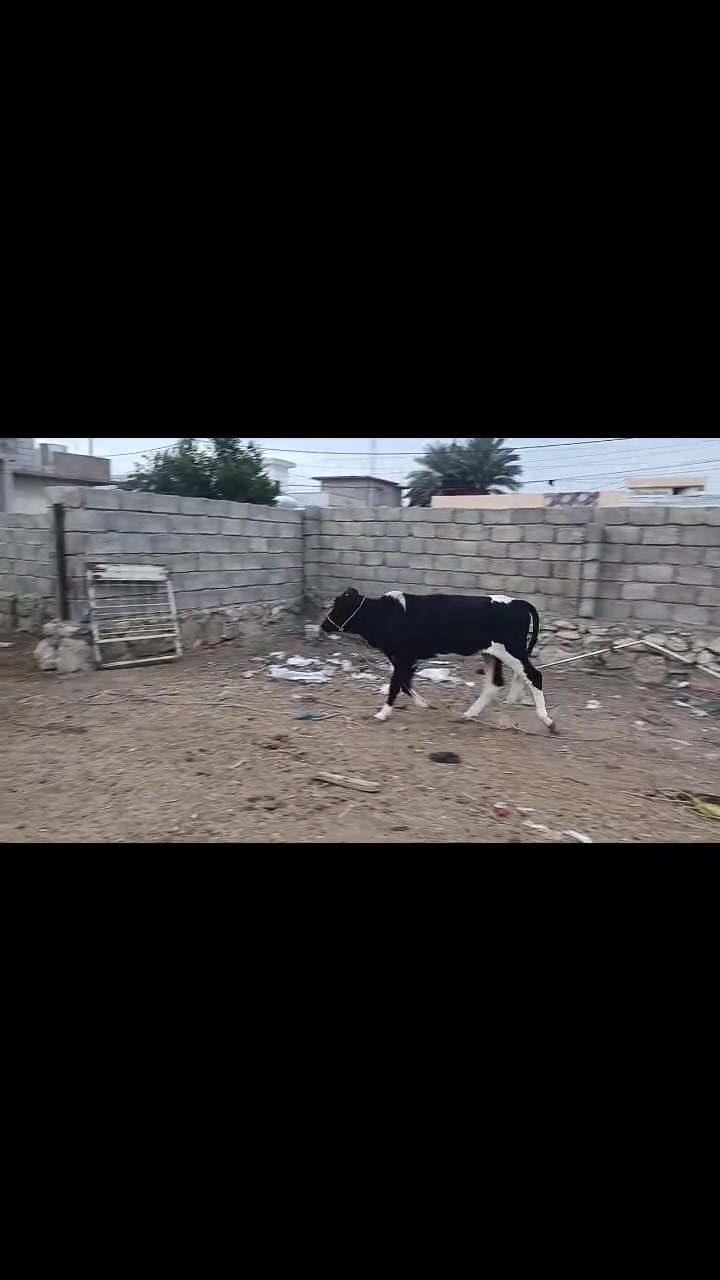 جنس خشن • ربط • قرية تلواعي