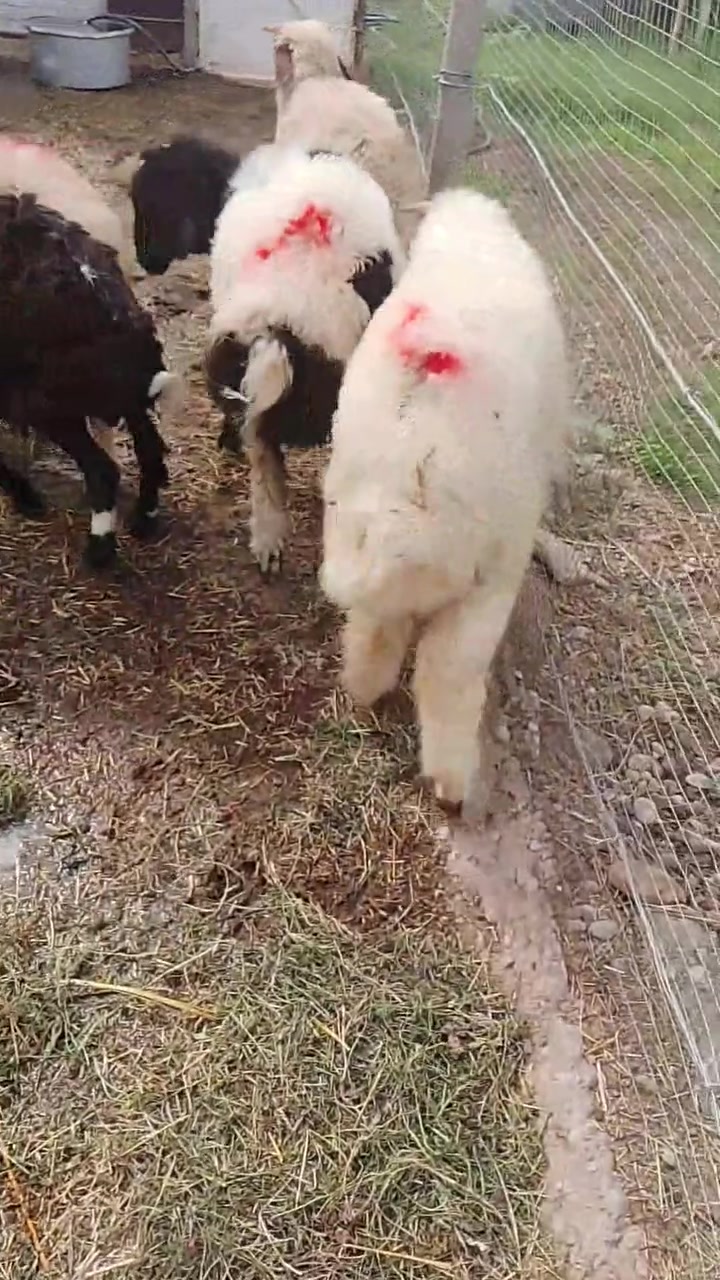 ٦ طليان • ماخذين لقاحات • قريه جريجب