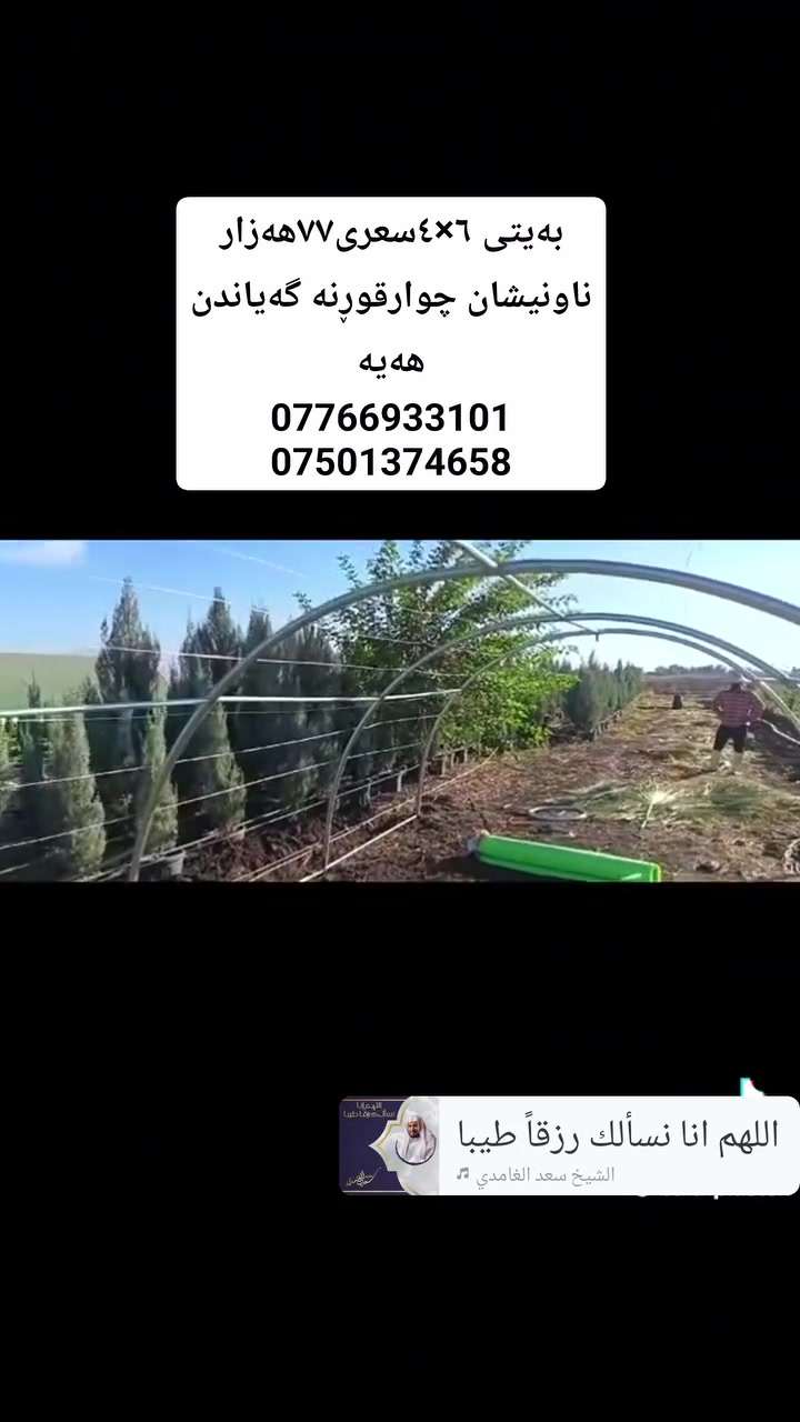 #***********_***********
خانوی پلاستیکی قیاس 6 بە 4بەرزی٢٢٠سم بۆ فرۆشتن بەجوملە موفرەد بەردەستەسعریمان داشکاند بۆ 77هەزار 
لەحیم ئارگۆنە بی جادرە گەیاندن مان هەیە
 
🔸 بەکاردێت بۆ بواری مەڕ و ماڵات🐐🐑
🔹 بەکاردێت بۆ بواری کشتوکاڵ🌾🌿🌺
🔸 بەکاردێت وەک گەراجی سەیارە🚗
🔹بەکاردێت بۆ ناو باخ و دەشت و دەر وەک شوێنی مانەوە و کۆگا 🛖☔
🔸بەکاردێت بۆ شەتڵگە و پەلەوەر🐔🌿
ناونیشان چوارقوڕنە
گەیاندن هەیە :.
