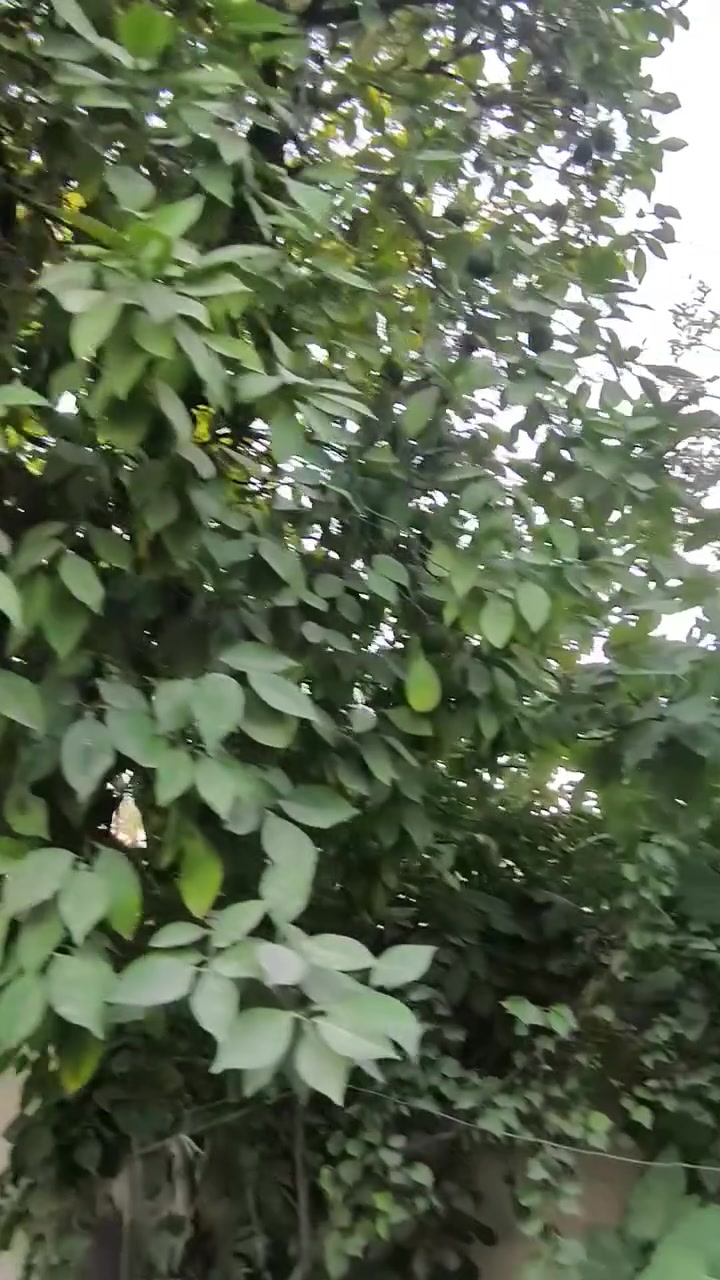 حياكم الله جميعا دونم طابو صرف مركز بعقوبة جبينات 
***********
