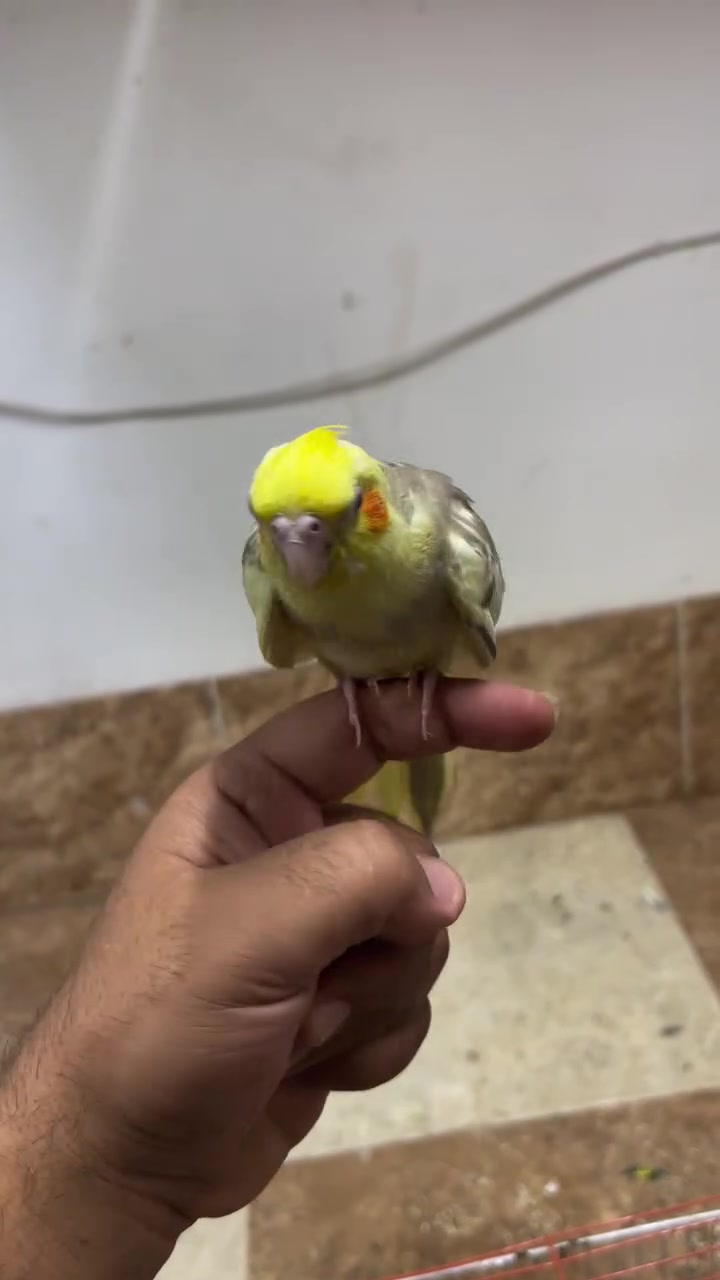 للتفاصيل والاستفسار الاتصال ع رقم ***********

