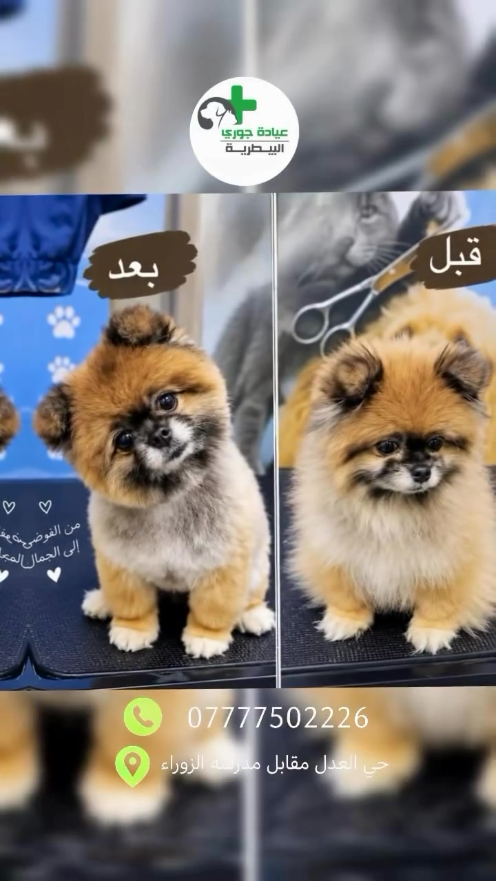 ✂️ الحلاقة الصينية الاحترافية للكلاب والقطط 🐶🐱
🎁 العرض يشمل:
🛁 حمام VIP وعناية متكاملة
✂️ حلاقة احترافية حسب طلب
🐾 حلاقة وترتيب الأطراف
💅 تقليم وتنظيف الأظافر
👀 تنظيف حول العيون
🦷 تنظيف الأسنان
🧼 تنظيف وتعطير الفرو
✨ تسريح وتصفيف الفرو
🧴 استخدام منتجات عناية مناسبة للحيوانات ذات مناشئ عالمية
📞 للحجز والاستفسار: *********** … او راسلنا دايركت 
📍العنوان: حي العدل مقابل مدرسة الزوراء 

#اكسبلورر #عيادة_بيطرية #مستلزمات_حيوانات_أليفة #حلاقه_كلاب #اكسبلورexplore
