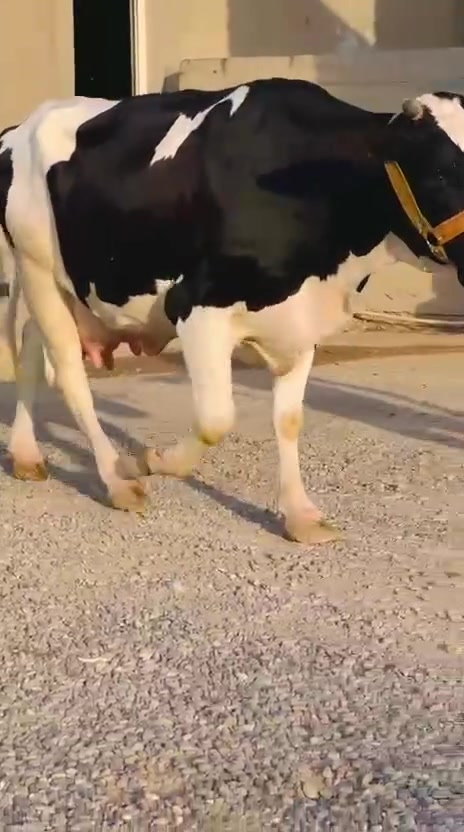 السلام عليكم رغوث ع كل عيب وراها حوليه ولاده اسبوع هولشتاين حليب ودسامه رقم واحد درجه اولى خط اول مال ما يكع يوميه خشانه فول ضالمها التصوير المكان الشرقاط قرية شكرا 
***********
