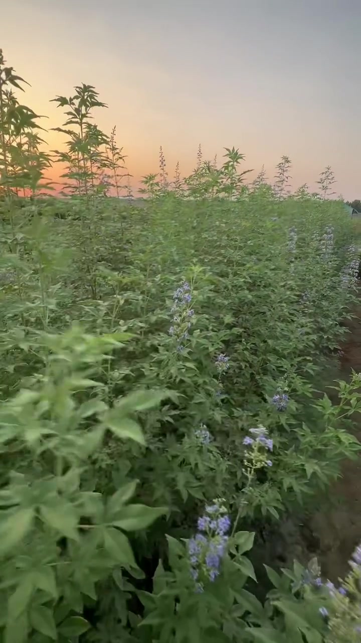 جولة مع شتلات الكف مريم البنفسجية 🪻
داخل المشتل

الاحجام المتوفرة لدينا:🪴 

١- حجم صغير ١ متر السعر ١٥٠٠ دينار 
سندان قياس ١٤ سم 

٢- حجم متوسط ١.٥ متر  السعر ٢٠٠٠ دينار
سندان قياس ١٧ سم  

٣- حجم متوسط ٢ متر السعر ٣٠٠٠ دينار 
سندان قياس ١٧ و ١٩ سم 

٤- حجم متوسط  ٢.٥ متر السعر ٥٠٠٠ دينار
سندان قياس ٢١ سم 

٥- حجم كبير ٢،٥ متر السعر ٧٥٠٠ دينار 
سندان قياس ٢٤ سم و ٢٦ سم 

العنوان 
محافظة البصرة 
قضاء الزبير 
خلف المربد الجديد 
مشاتل المهندس 

***********

***********

***********

#مشاتل_المهندس_البصرة 
#شجرة_كف_مريم 
#تشجير 
#العراق 
#زراعة 
#عراق
#بصرة
#اخضر
#مشاتل
