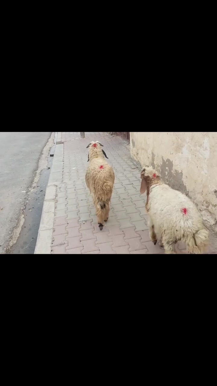 طليان • ملقحات ومعالجات • عدد ٢