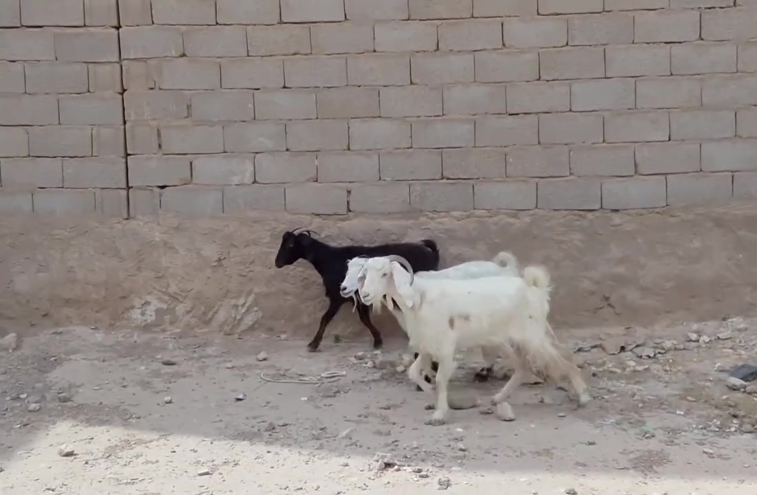 ٣ معزه • عشار شهرين • حديثه الانبار