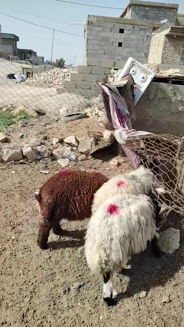 ملات ربط • عدد ٣ • الانبار حديثه