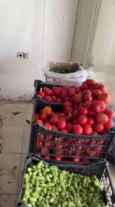 السلام عليكم
ميوز مخضر للبيع 
ميزمخضر داخلي 
ميز مخضر خارجي 
ميز خضره 
گبان اكتروني ابو ال١٠٠
صناديج فواكه تركيه
كماموضحات بمقاطع الفيديو 
للأستفسار ***********
