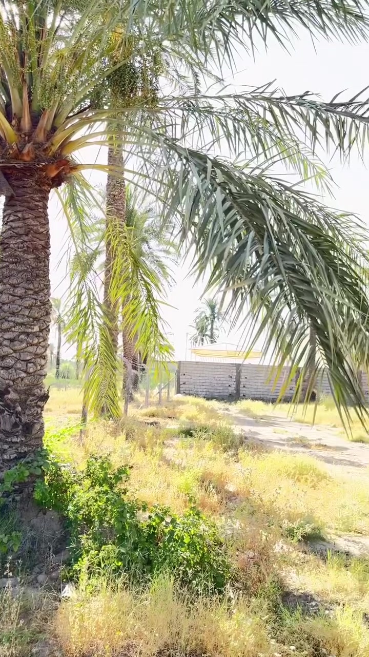 سلام عليكم دونم طابو صرف للبيع العنوان المدائن شارع سيد علي وجه الدونم 60 متر الاستفسار ***********
