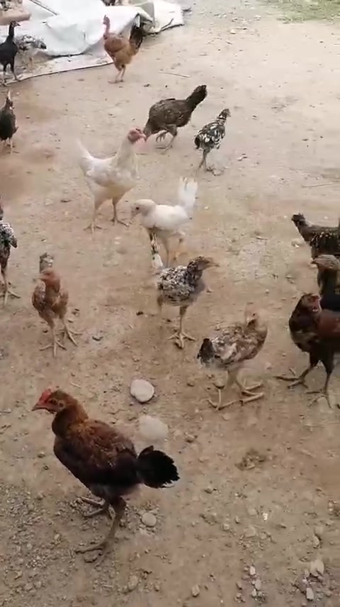السلام عليكم
فراريج للبيع صحه ونشاط والوان خير من الله الزوج ٢٠ المكان السعديه عددهن ٣٠  ***********
ملاحضة الدجاجات الكبار ليس للبيع
