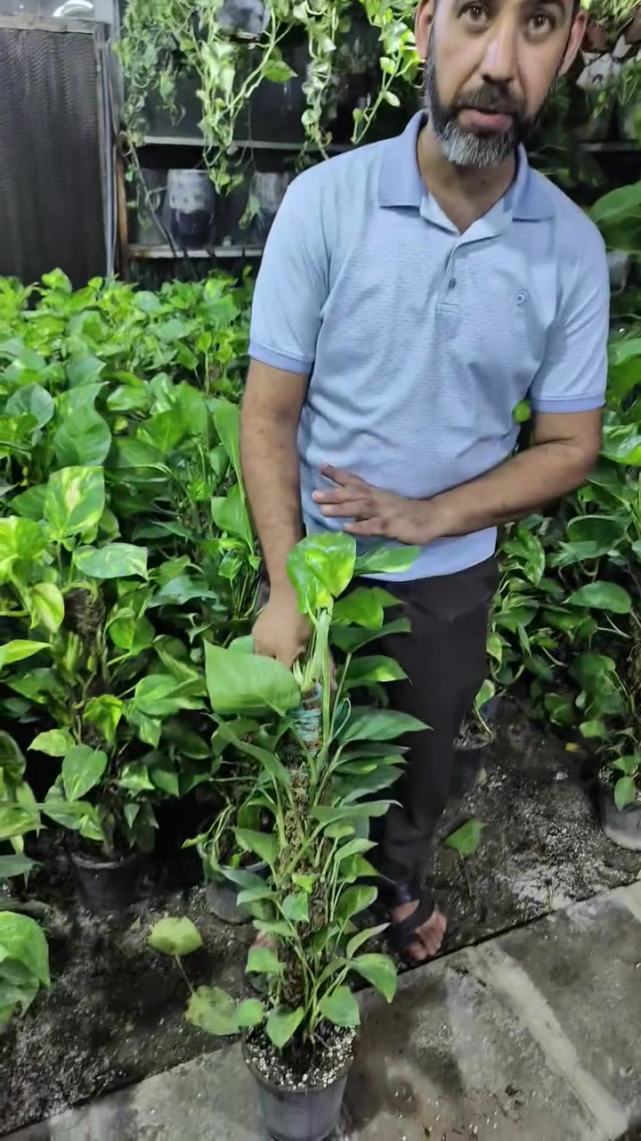 لبلاب عامودي 🌱 ب 6 بس 🔥🔥🔥
العنوان: حلة حي الصحة شارع كورنيش
للتواصل ضرغام : ‏‪***********‬‏
https://maps.app.goo.gl/MrkK44hPhZ3qJYfC9
