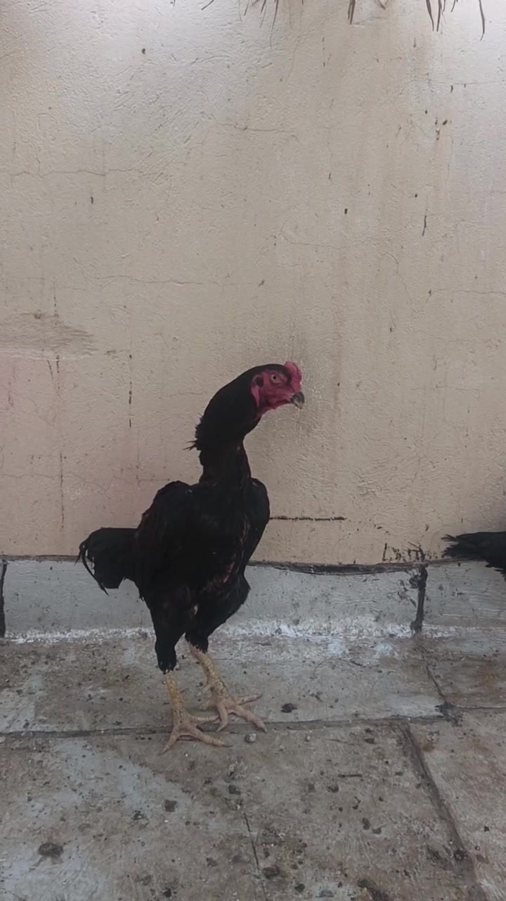 ديك هزاز • كوبرا • النجف