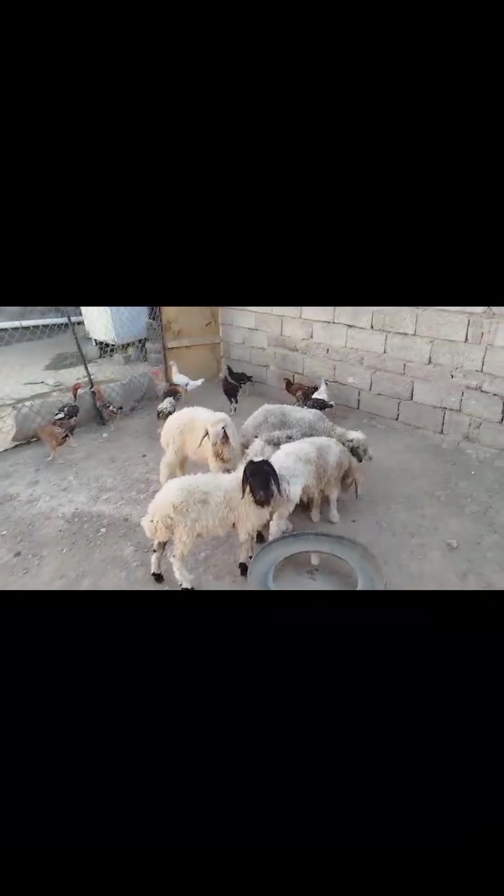 کەلار • شوێن • ٧بەرخە