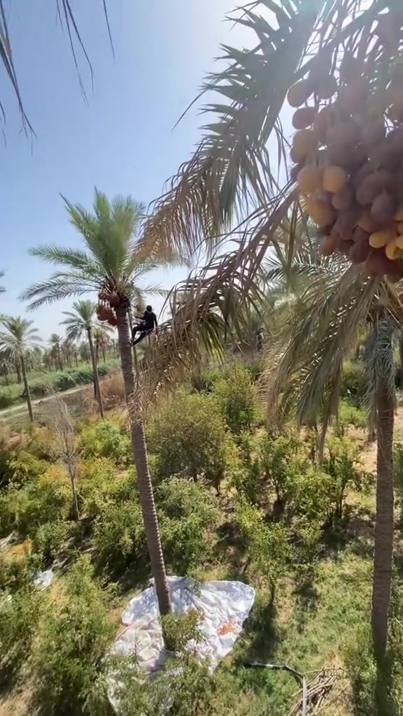 سلام عليكم نشالله بلش كصاص التمر لي عنده كصلص محتاج كاصوص هاذه رقمي ***********
***********
