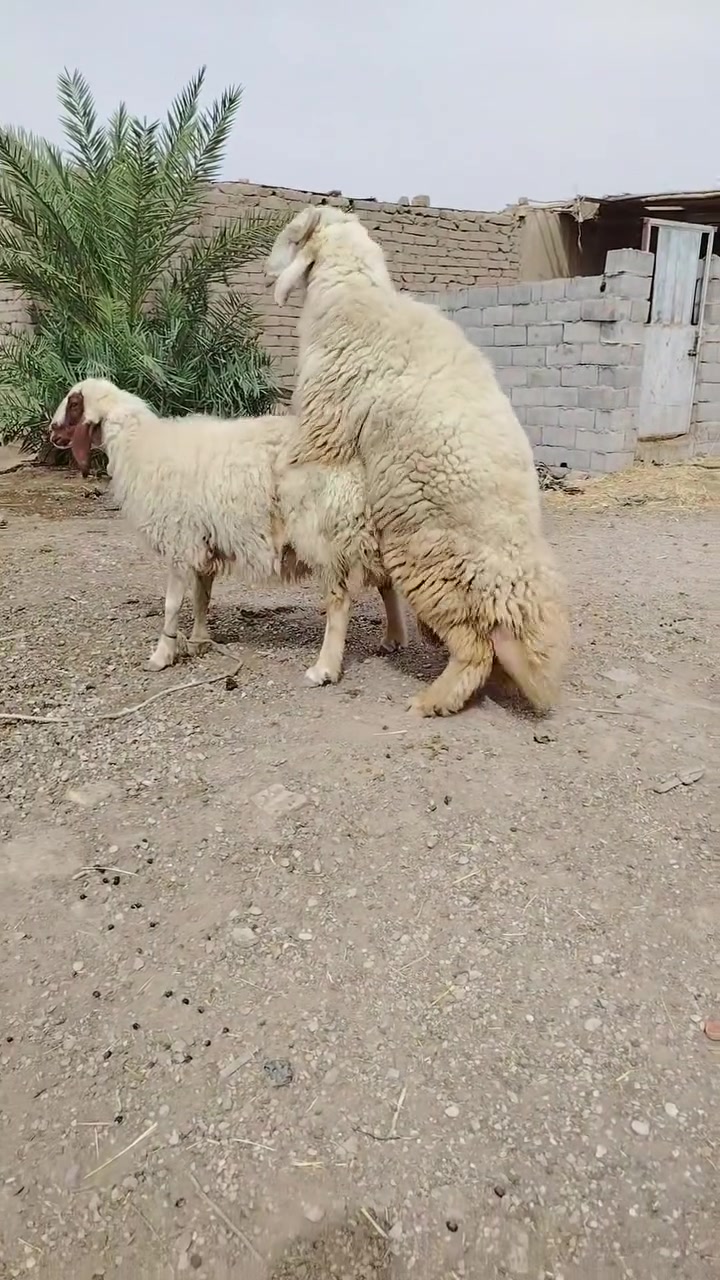 نوادر • واسط الكوت • توصيل