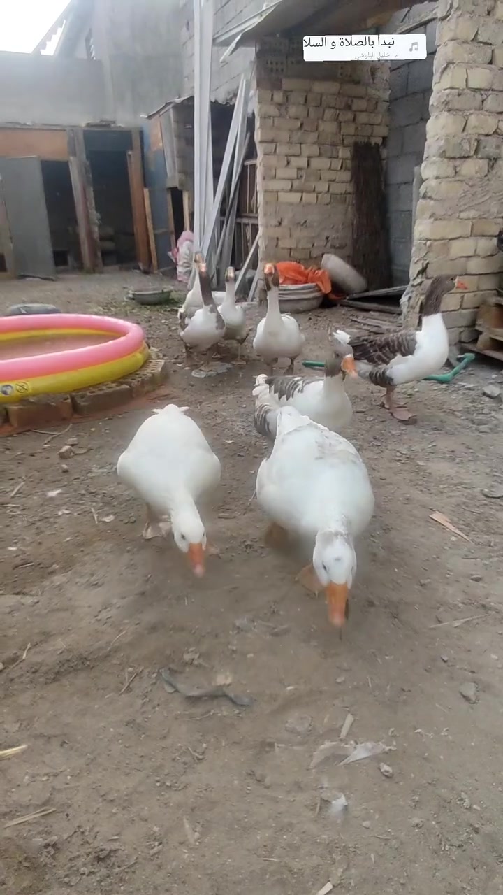 بط عراقي • العدد ٨ • جسر ديالى