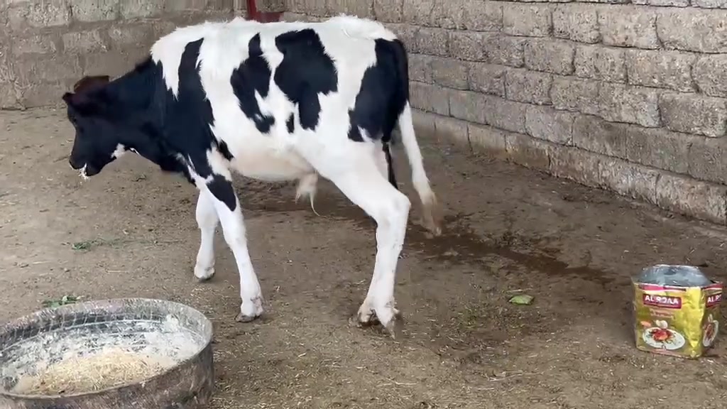 فريزي زراعي • ٨اشهر • صلاح الدين الشرقاط