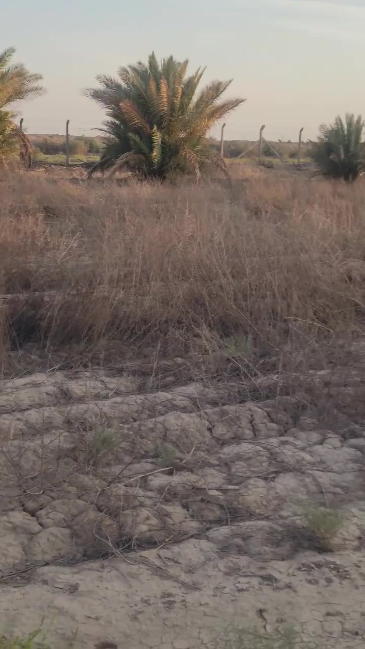 أرض زراعيه للبيع بستان ٢٠دونم سند٢٥ إجازة بستان نخل حمال ديوانيه قضاء السنيه مسيجه من أربع جهات الاتصال على هذا الرقم ***********ديوانيه
