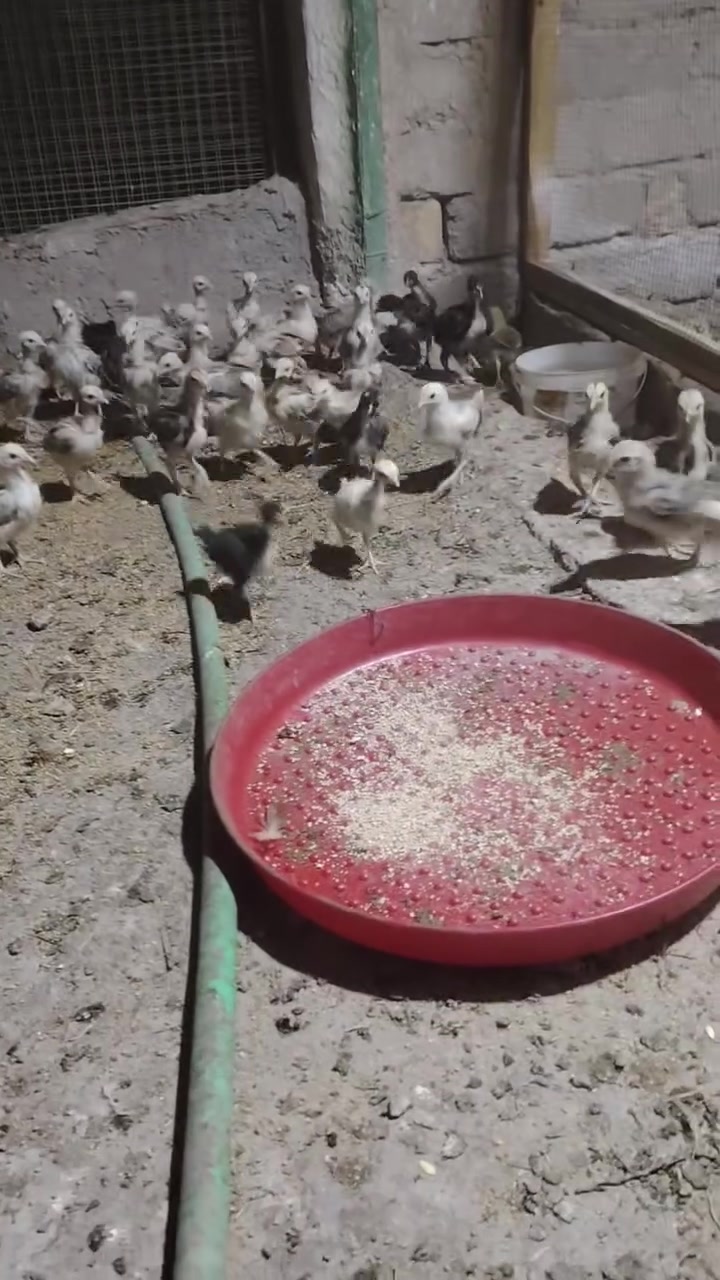 عرب وابو ركبيه • زواج علا ٧ شلع • البصره قضاء المدينه