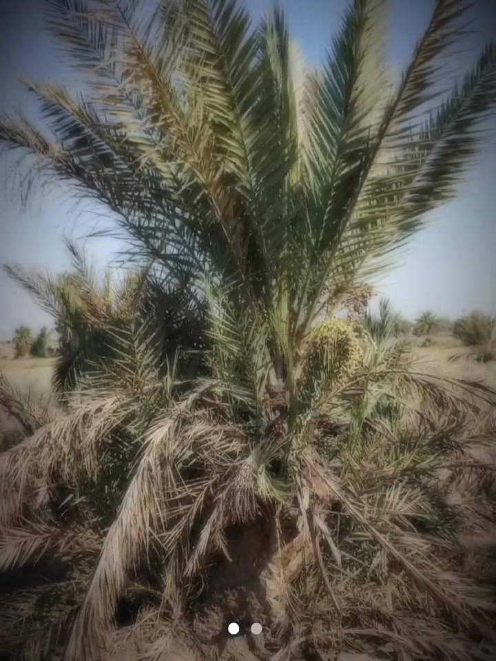سلام عليكم ورحمه الله وبركاته تكريب نخل وتنضيف وقلع فسايل اتواصل عله الرقم بي وتساب ***********
