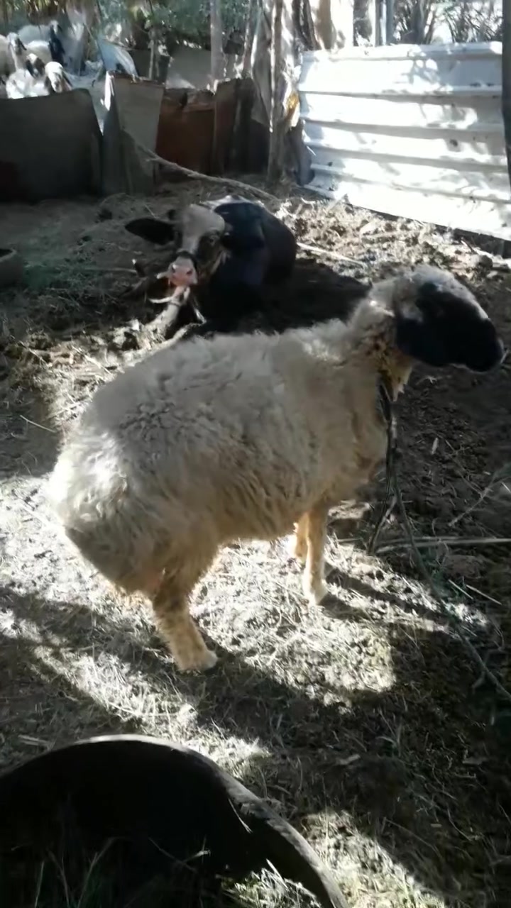 نعجه ورجينه ثكيله كلش مكاني كربلاء طوريج بداية شط الله ***********
