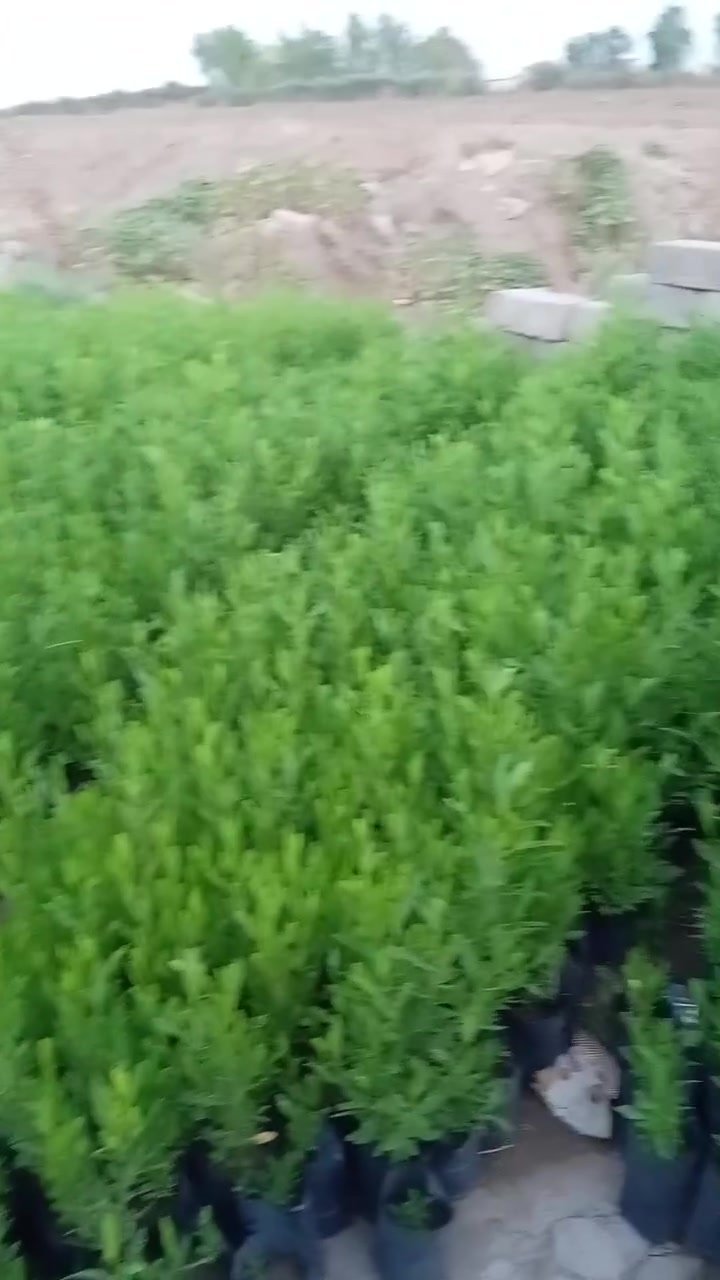ددونيا للبيع سعر الشتلا خمس ميا ***********
