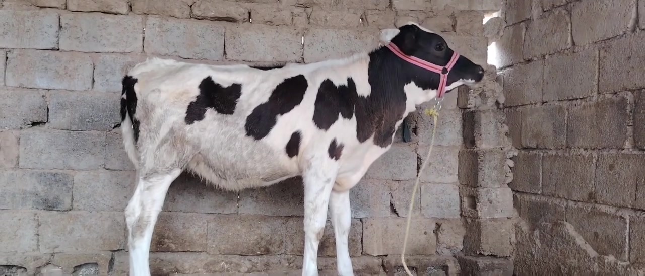 حولي وحوليه • جنس زراعي • سديره سفلئ