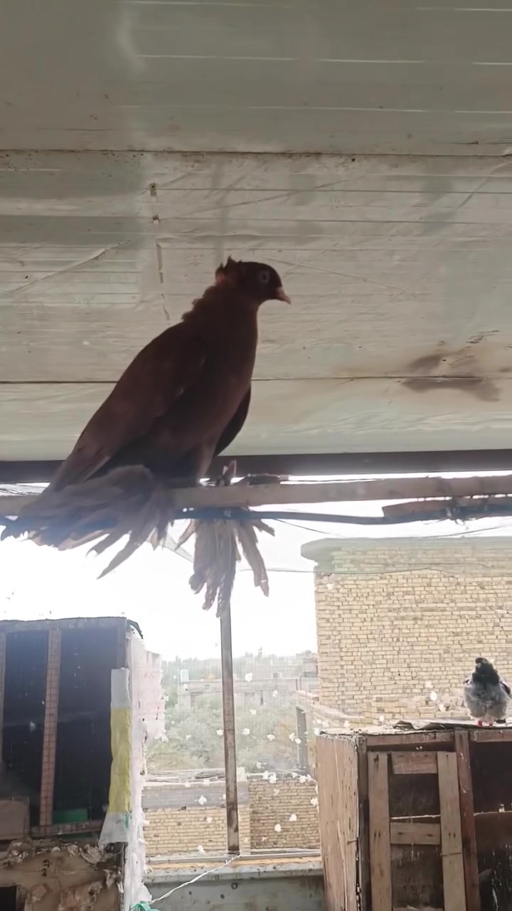 متاح زوج راعب مشروط ***********
