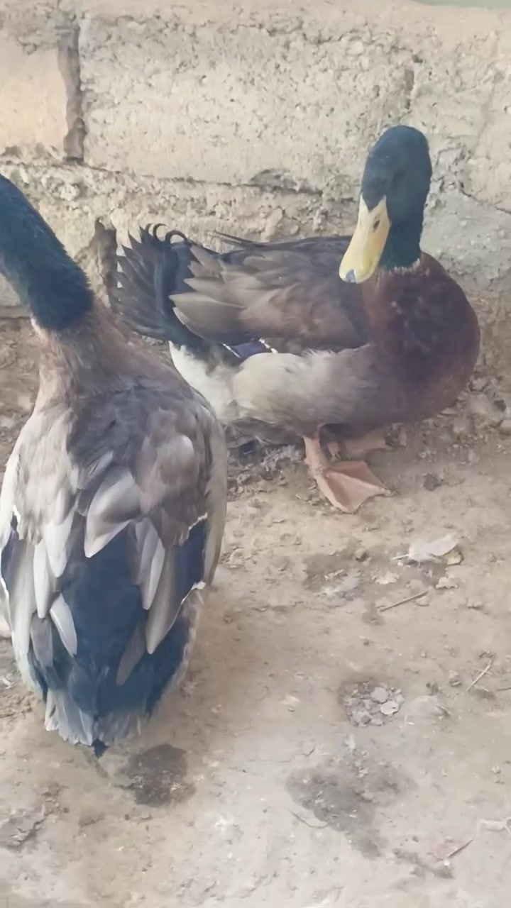 فحولا روان • للبيع • قابل تفاوض