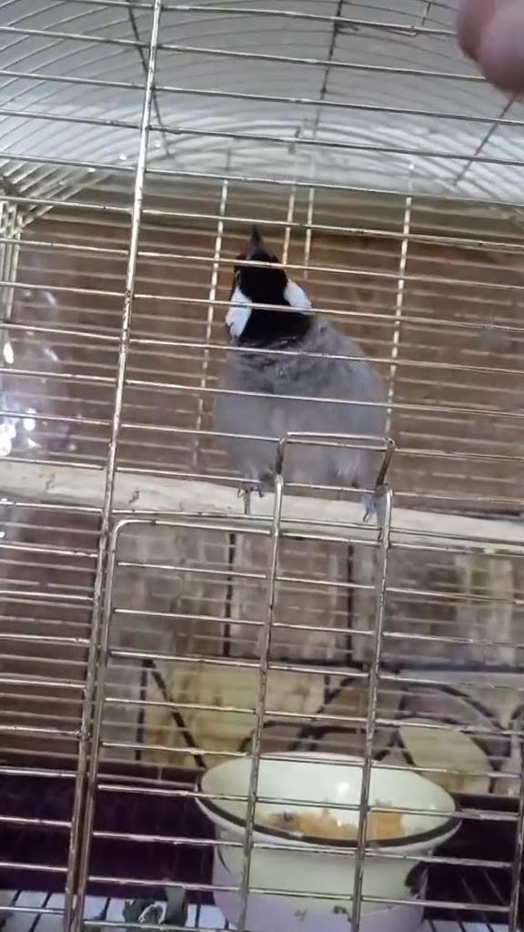 متاح بلبل اليف لاستفسار الاتصال ع الهاتف ☎️***********الانبار هيت  حي العمال محل محمد 🦅
قرب صيدليه الرواد🗺️
