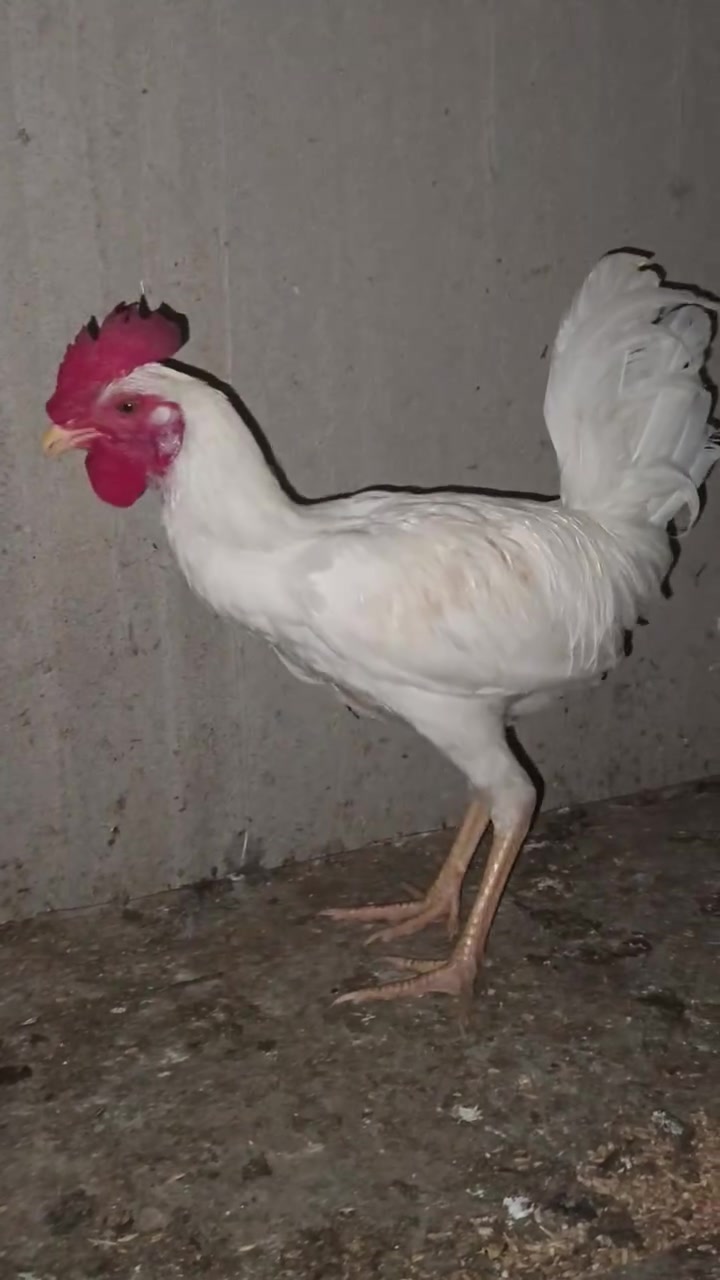 ديج خشن