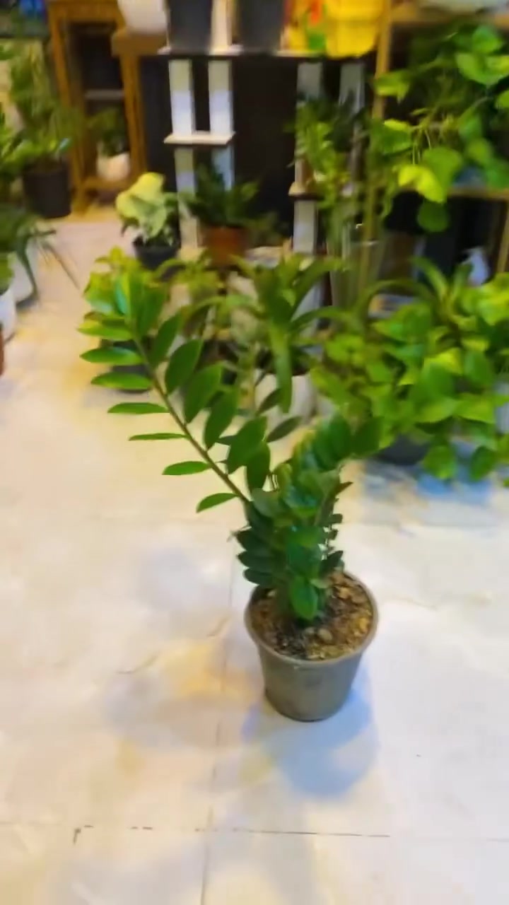 🌹💐🌿وصول وجبه جديده من النباتات الضليه  والخارجيه وبي اسعار جدا مناسبه اهم شي لا تنسون التعليقات وريد تفاعلكم  العنوان موصل حيّ السكر مقابل عطارية النبأ 🌿🌿🌿🌿🌺🌹💐🌷تابع انستا ha-ssn1999😍🥰يتوفر لدينا خدمة توصيل 🚚 ***********🥰😍🥰😍🥰😍
