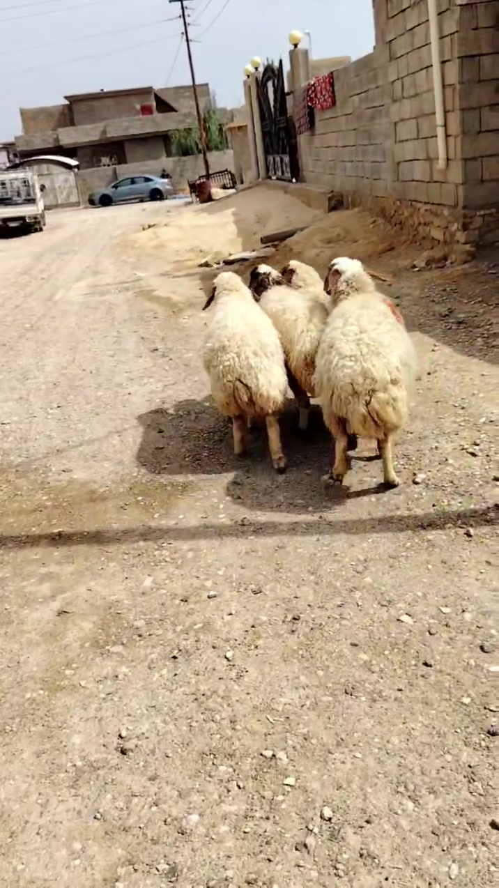 سلام عليكم جمعه مباركه عليكم جميعآ اخوان 4 ثنايه عشر مكانهن حديثه مكفولات سن وشطر ونصاح سعر زوج 950 قفل 🔒 ***********
