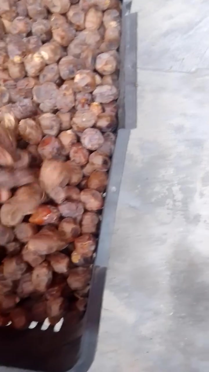 تمر برحي • بريم وحلاوي • بصرة شط العرب