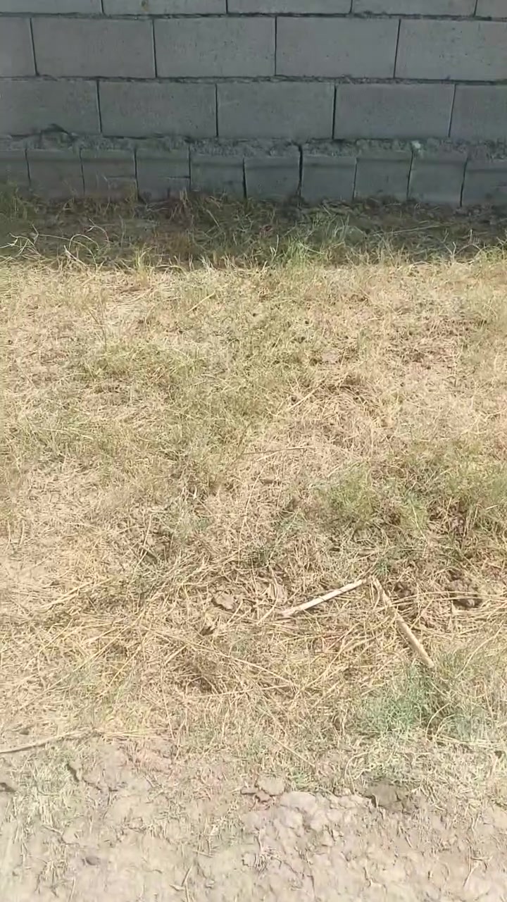 نعاج • ١٧ • فحص سونار