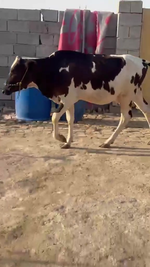 بسم الله الرحمن الرحيم بجر هوش عل عل ولاد بجر حلوه وفقيره مكان ميسان ,***********
