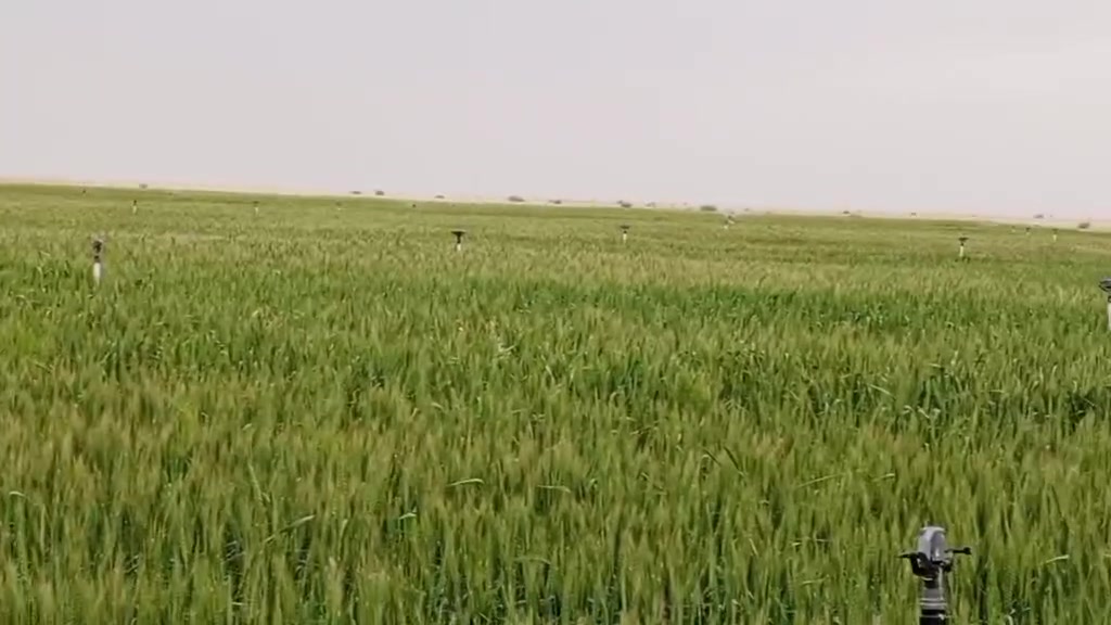 السلام عليكم ورحمه الله وبركاته اخواني الكرام توجد مزرعه استثمار ١٠٠دونم ٧٠دونم منصب بها مرشات عصفوريه ثابته مع بير ارتوازي كامل طاقمه غطاس ٧٥حصان الكهرباء قريبه عليه تريد تسحب كهرباء وتشغل تريد تجيب مولد ماي مشروط حصه مائيه عقد ساري المفعول كل الشروط الاصوليه والقانونيه مع غرفه ومطبخ ثرمستون سقف سندويج تغطيه فيها قريبه ناحية بصيه غربا تبعد عن الناحيه ٨كيلو تقريباً زارعه موسمين،،،وهذا المقطع زرع سنة ٢٠٢٤،،اي تفاصيل اكثر الاتصال صاحب المزرعه ***********
