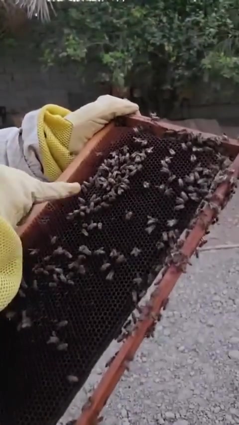 الحمدلله على كل نعمه وشكراً لك تلك الثقه وألف عافيه الي اخذو وتشافو
إخوان العسل الطبيعي ليس مجرد سلعه بل أمانه اتحمل ذمتها، ،اخر 4 كيلوات،موجوده ، باقيات ***********
