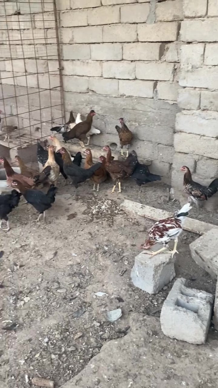 السلام عليكم دجاج للبيع  دجاج مال بيت ولله  المكان البصره القرنه التفاصيل  خاص @*********** @

