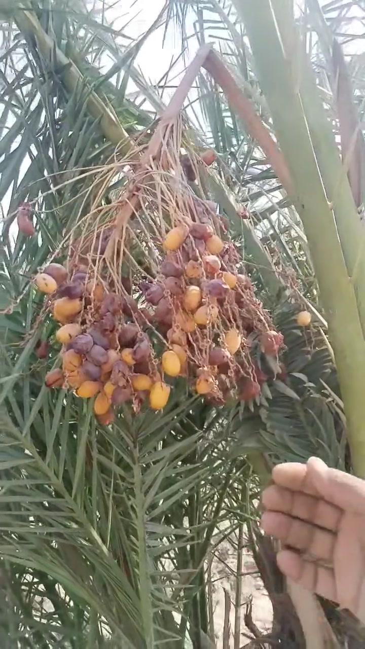 واتساب • اتصال